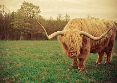 Scottish Highland Steer Portrait