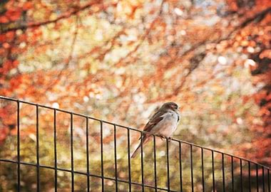 Central Park Sparrow