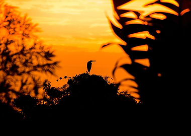Heron silhouette in orange sunrise in Asia