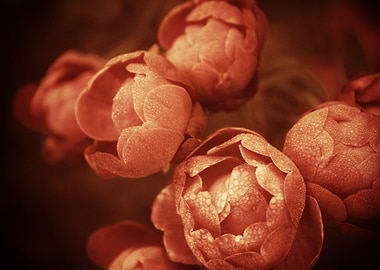 Bleached Blooms is an antique vintage style pice of pho ...