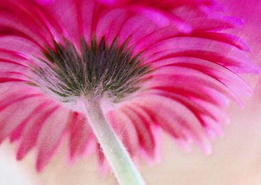 Gerbera Umbrella is a mixed media art and photography p ...