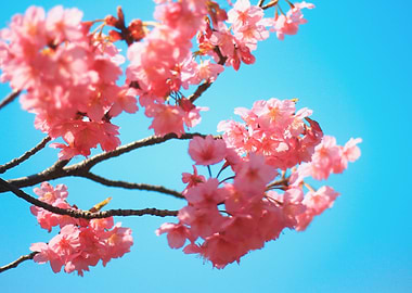 Beautiful Spring Pink Cherry Blossoms Blue Sky - Beauti ...