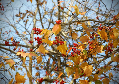Berries in Fall