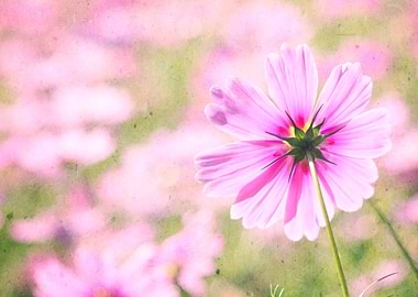 Lovely Pink Cosmos Flower Field Vintage Paper - Beautif ...