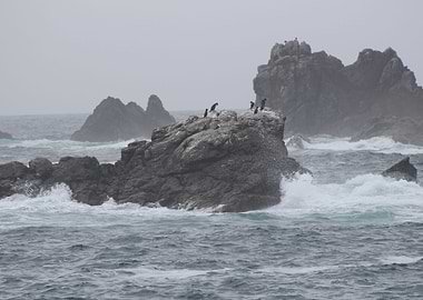 Cornish Chough's relaxing on the rocks away from the st ...