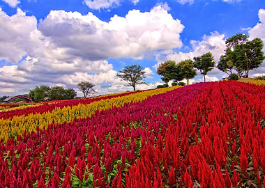 Field of Colorful Plumed Cockscomb Flowers - A field of ...