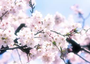 Lovely White Pink Sakura Cherry Blossoms in Spring - A ...