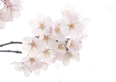 Beautiful White Sakura Cherry Blossoms in Spring - A bu ...