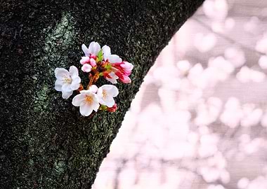 Beautiful Cherry Blossoms Blooming From Tree Trunk - Be ...