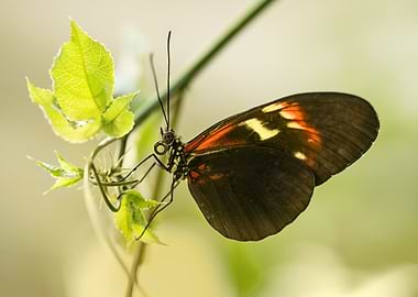 Red and black butterfly on the leaf