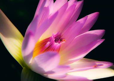Water Lily Beauty