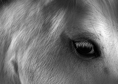Close up macro black and white image of a grey Welsh Mo ...