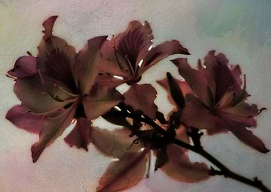 The floss silk tree is cultivated mostly for ornamental ...