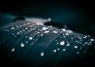 drops on banana leaf