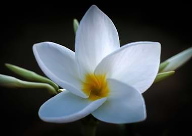 Plumeria solist
