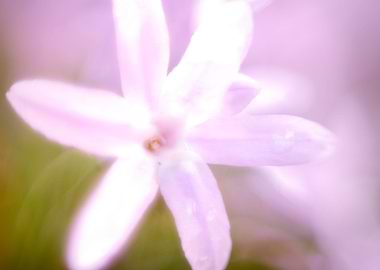 this a frame of flower