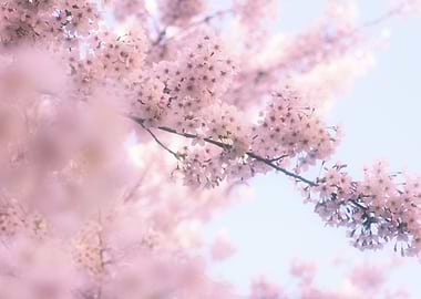 Lovely Light Pink Ethereal Glowing Cherry Blossoms - Pr ...