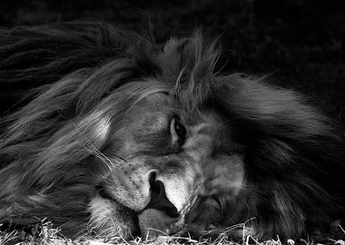 A sleeping lion opens one eye to watch who's around