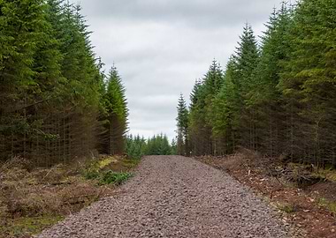 Path to a forest adventure!