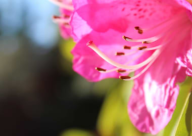 Fairy Floss Tentacles