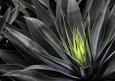 Selective color photography of a Giant Agave plant in S ...