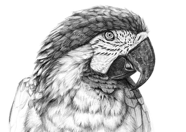 Ara parrot portrait G026 by Svetlana Ledneva-Schukina r ...