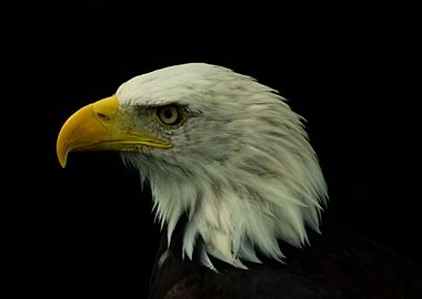 portrait of an Eagle