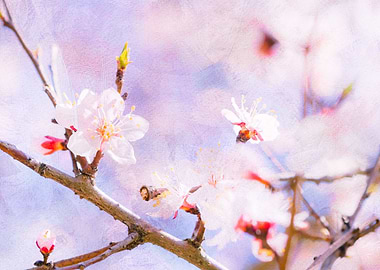 Japanese Apricot In Bloom