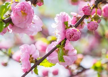 Flowering Plum