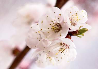 Pink Mists Of Spring