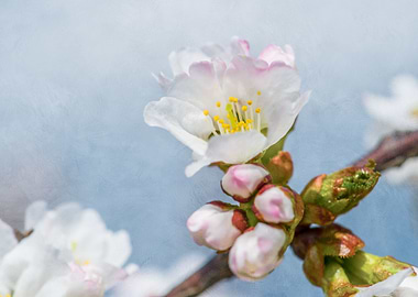 Sakura Flower And Buds
