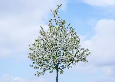 Crabapple Tree In Bloom