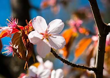 Sakura Flower Red Leaves