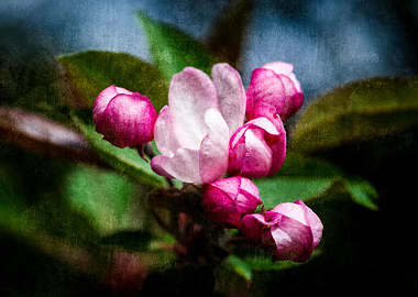 Pink Crabapple Flowers