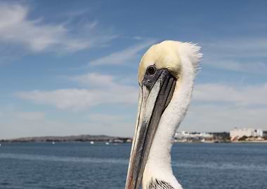San Diego Pelican Grey pacific pelican with blue sky an ...