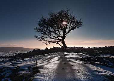 A bare tree in the first snow of 2016 in the Brecon Nat ...