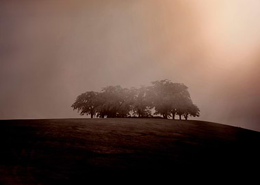 trees on hill surreal serenety