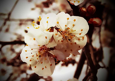 Beautiful soft delicate vintage style apricot blossoms ...