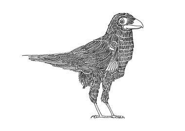Crow with One Line. Line begins in the eye and ends in ...
