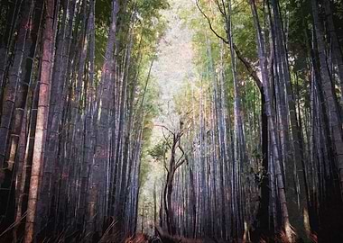 bamboo grove in Kyoto