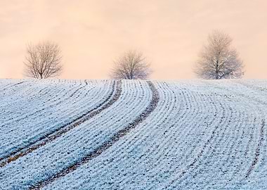 Fields and trees were powdered with advection hoar fros ...