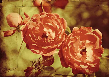 Beautiful miniature Victorian roses by Clare Bevan Phot ...