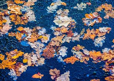Oak Leaves Frozen In Ice