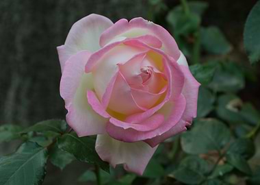 A walk through the Alcázar