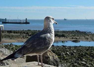Captured in Lisbon in November 2015.