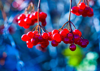 European Cranberry Berries