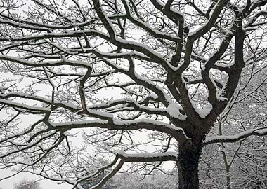 Snow covered tree