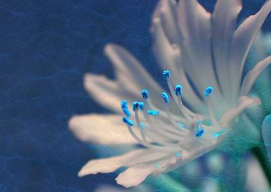 Digitally manipulated photography a an agapanthus by C ...