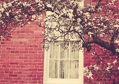 A magnolia tree blooms in front of a window with curtai ...