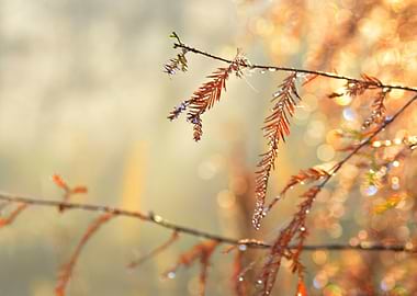 All that Glitters is gold